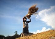 Mengenal Bobibos, bahan bakar dari jerami inovasi anak bangsa